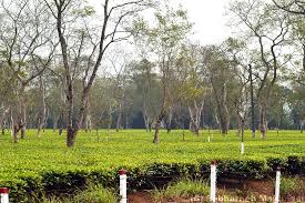 Tea Planting material for tea cultivation for North India