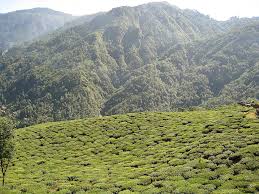Planting Material For Tea Cultivation For North India